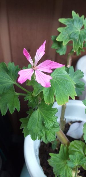 IMG-20190612-WA0003 - 12 iunie 2019