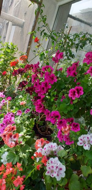 IMG-20190612-WA0002 - 12 iunie 2019