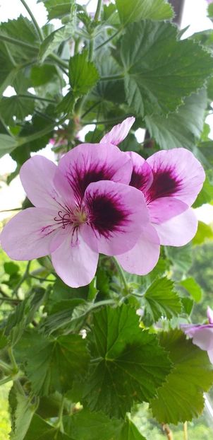 IMG-20190612-WA0001 - 12 iunie 2019