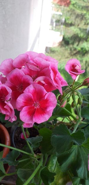 IMG-20190612-WA0000 - 12 iunie 2019