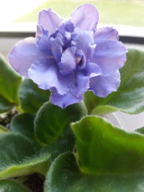  - ZZZRS Manuela sport