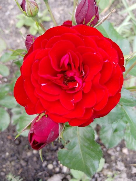 12 iunie - Trandafiri 2019