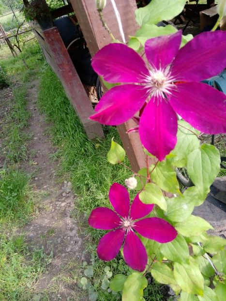  - Mixt de Floricele 2019