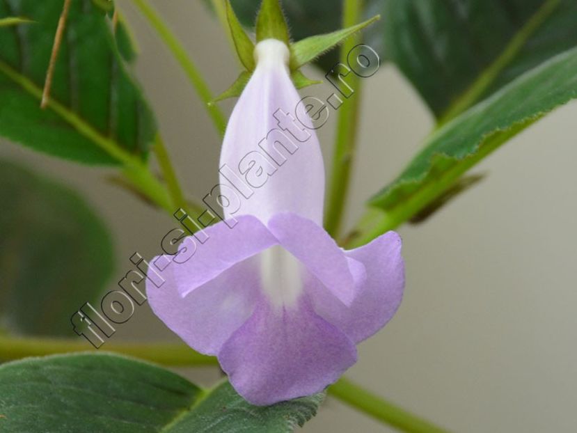 Sinningia Bleu Ciel - GLOXINIA _ SINNINGIA 2