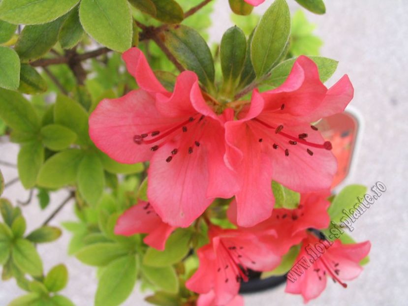 Rhododendron japonica azalea geisha 2 - Diverse
