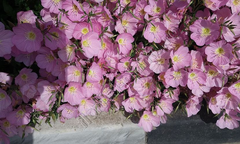 Oenothera speciosa 2 - Diverse