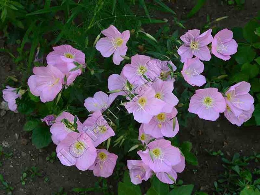 Oenothera speciosa 5 - Diverse