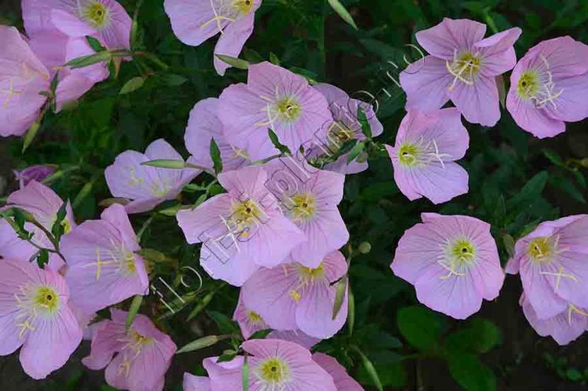 Oenothera speciosa 6 - Diverse