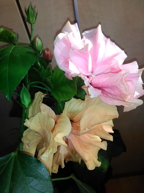  - Hibiscus 2015-2024