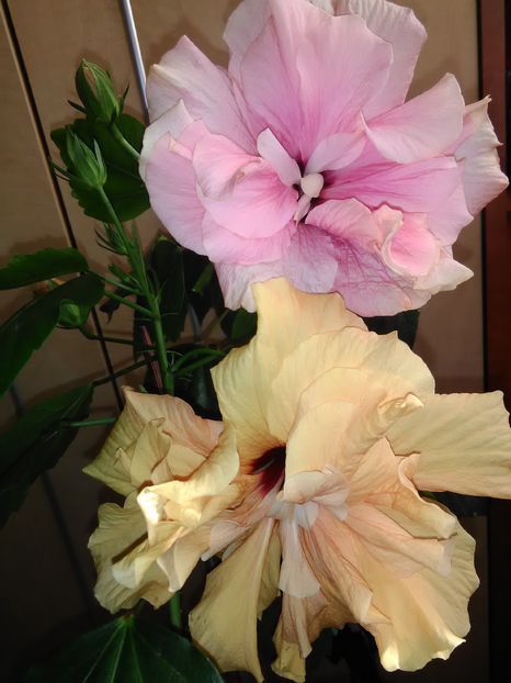  - Hibiscus 2015-2024