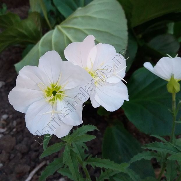 Oenothera Albicaulis 2 - Diverse