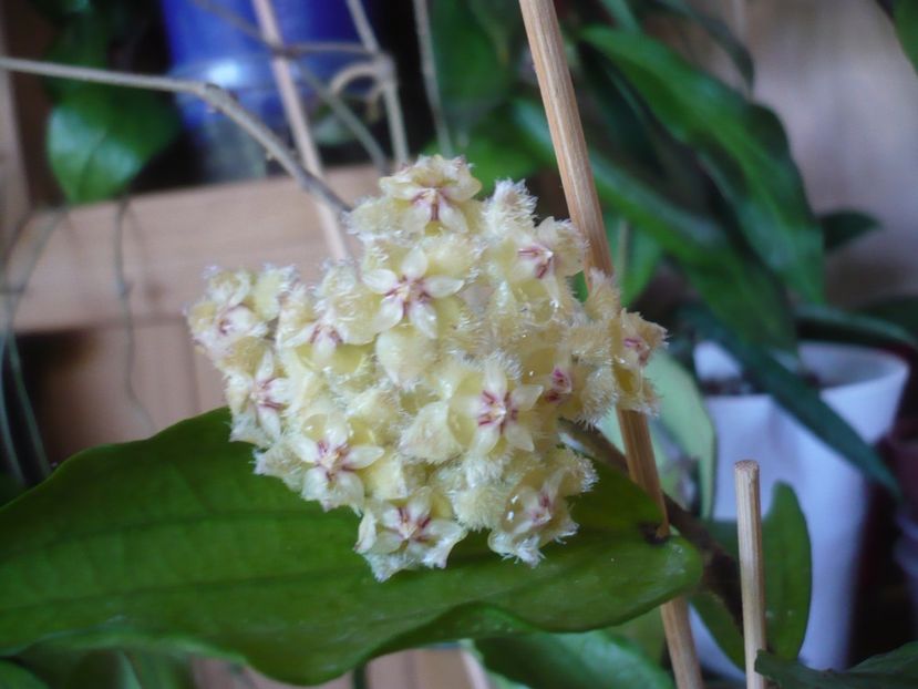 P1410838 - HOYA 2019