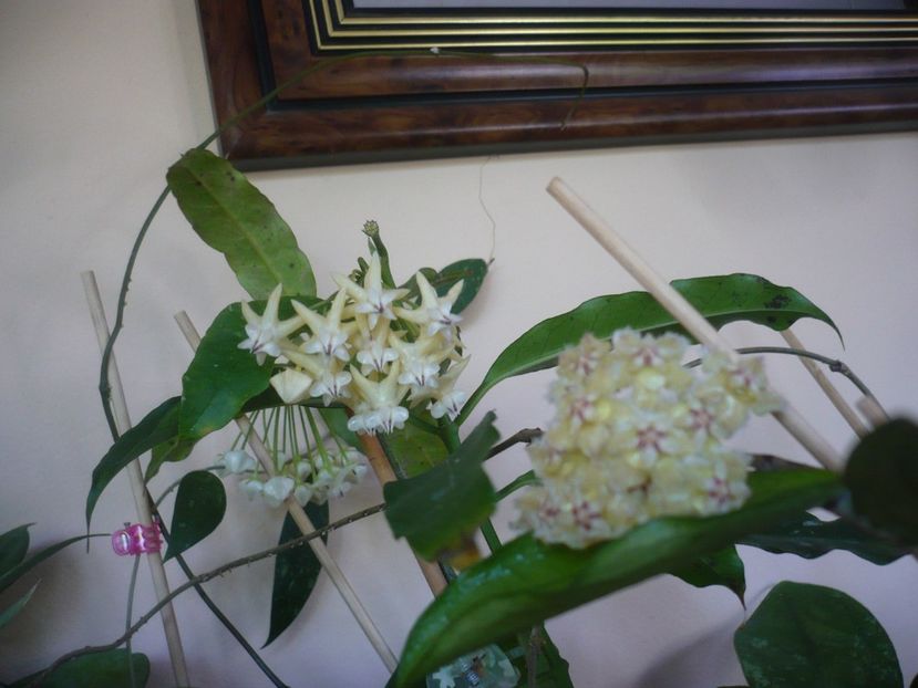 P1410839 - HOYA 2019