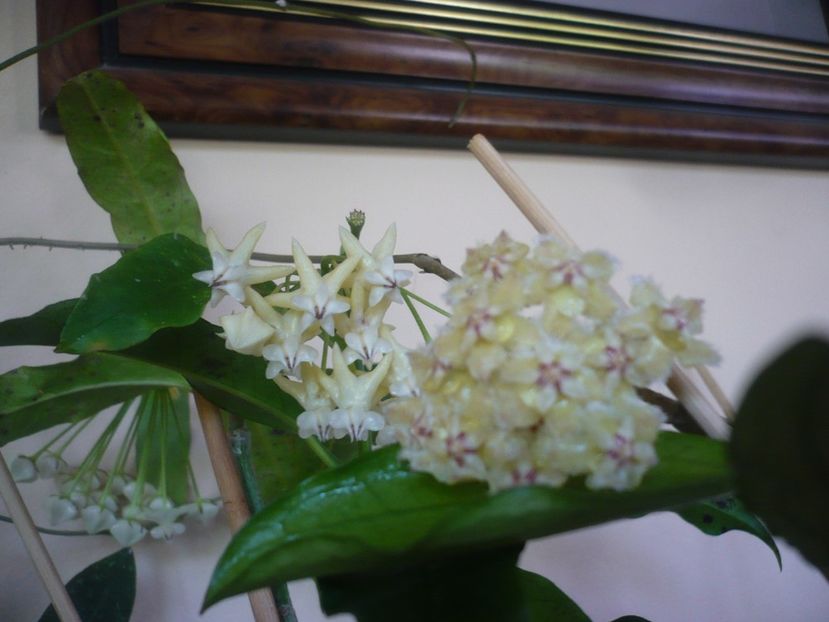 P1410841 - HOYA 2019