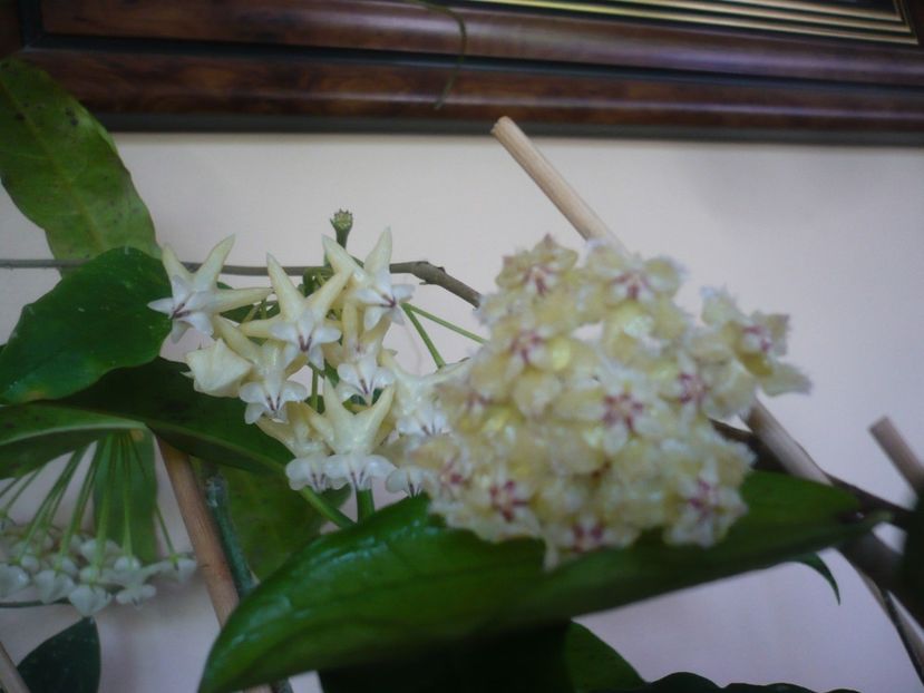 P1410842 - HOYA 2019