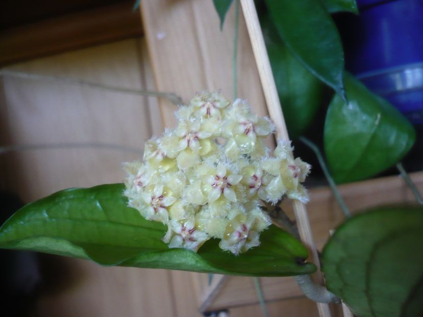 P1410844 - HOYA 2019