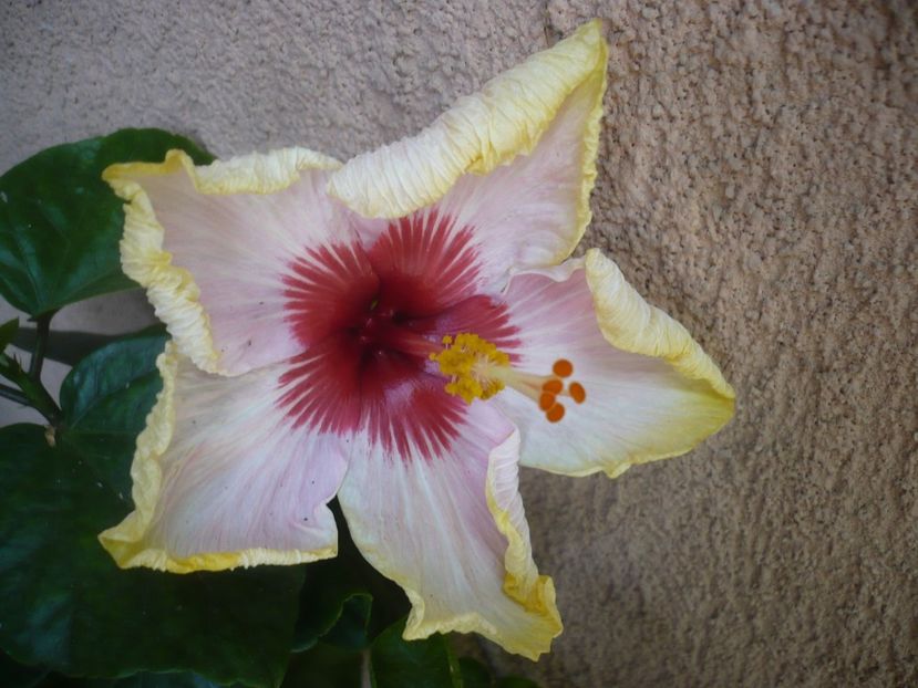 12.06.2019 - HIBISCUSI 2019-1