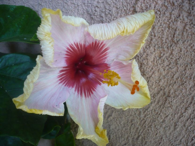 P1410847 - HIBISCUSI 2019-1