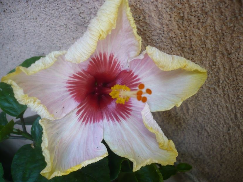 P1410848 - HIBISCUSI 2019-1