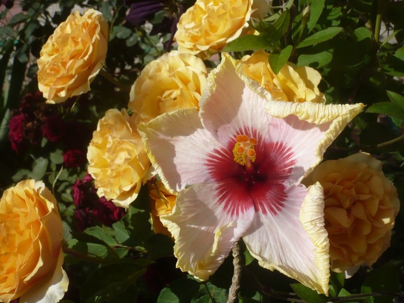 P1410849 - HIBISCUSI 2019-1