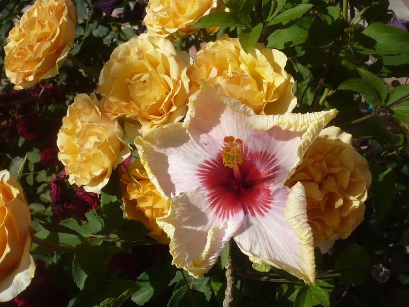 P1410850 - HIBISCUSI 2019-1