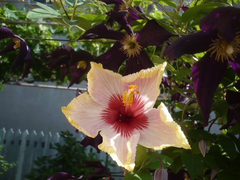 P1410853 - HIBISCUSI 2019-1