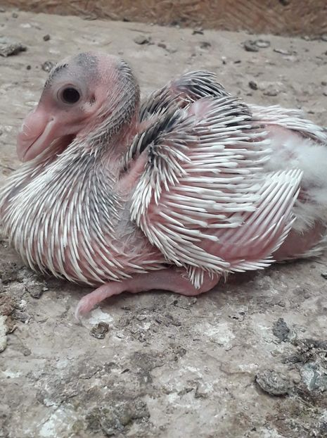 Agh - Tineret AGH 2019