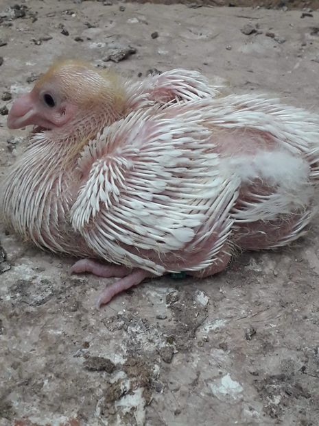 Agh - Tineret AGH 2019