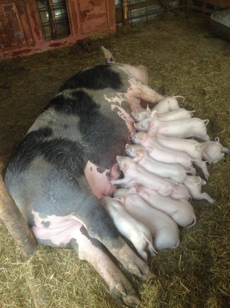  - Purcei 2017-2018-2019-2020