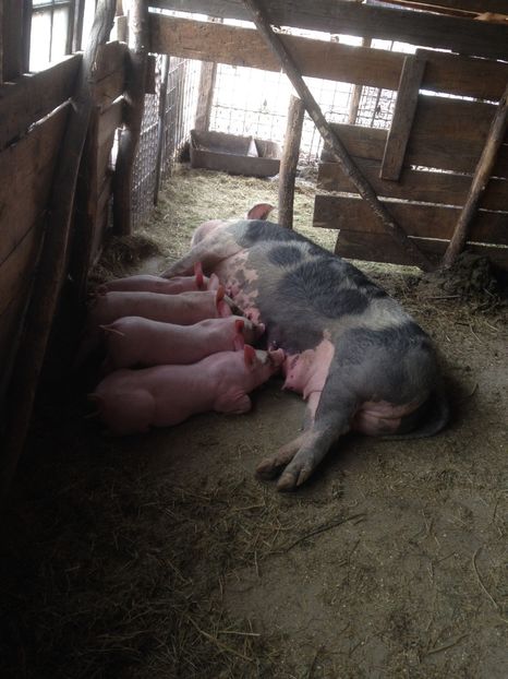  - Purcei 2017-2018-2019-2020