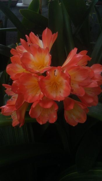  - CLIVIA