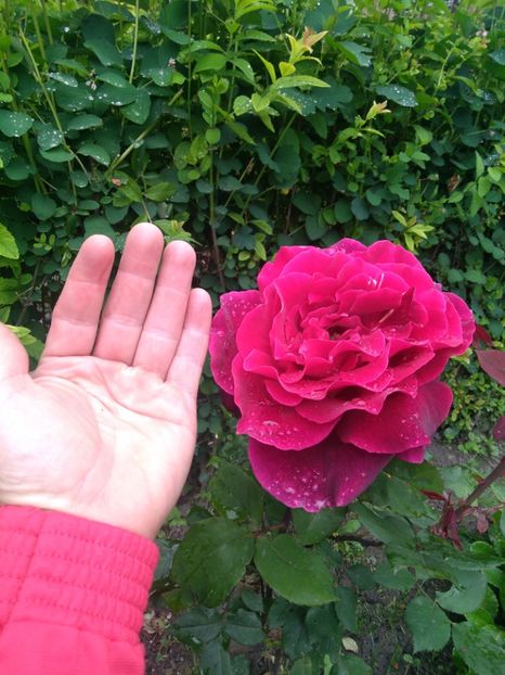  - tot cu dulce si flori