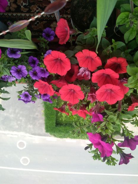  - tot cu dulce si flori