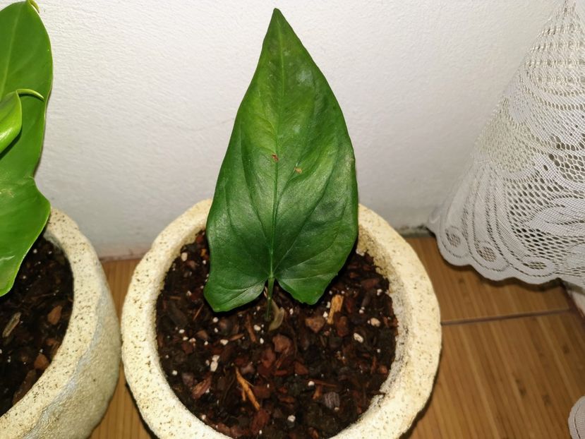 Syngonium Erytrophyllum - Philodendron