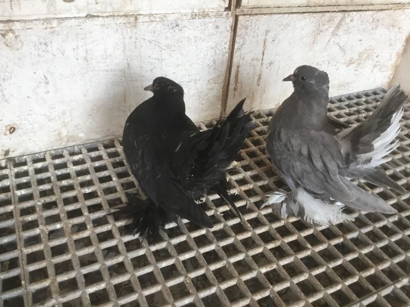 A73EC303-1B25-48A1-B6B1-C5872B431B6F - Pui voltati indieni 2019 !