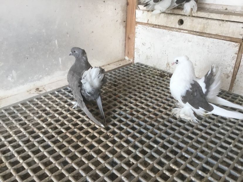 3412BEC2-835B-45FC-BBD2-3BCE9B0A10D1 - Pui voltati indieni 2019 !