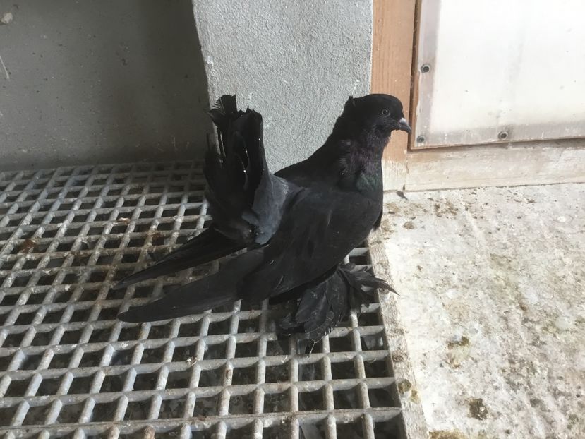 AC6CC843-0407-4713-9E8D-70250E38003F - Pui voltati indieni 2019 !