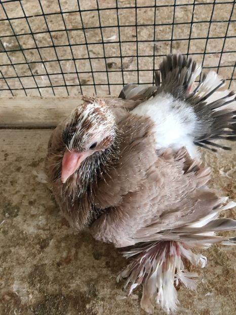 8A29875A-EDBA-4E7C-AC09-AD6D6C871DED - Pui voltati indieni 2019 !