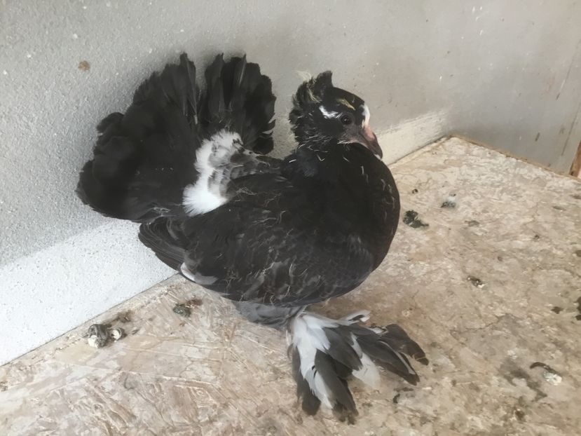 F99F93F1-D1CC-4AA5-85DA-4117BB01EC9D - Pui voltati indieni 2019 !