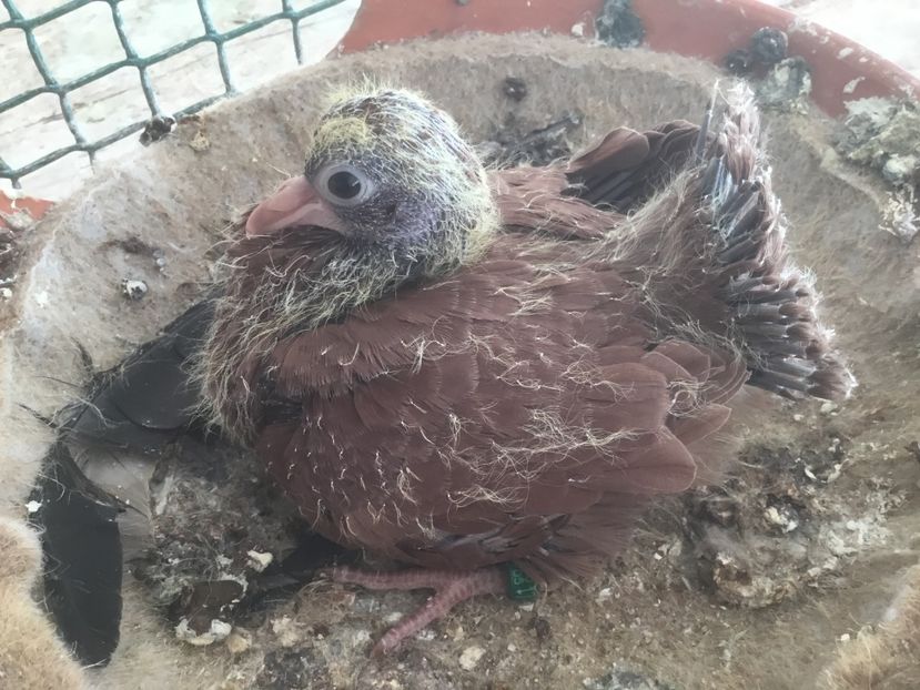 F5D9D472-1A00-4B5D-BE77-8BE3B4FD6484 - Pui voltati 2019!