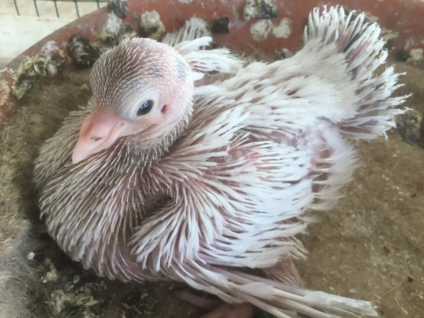 F1DB3A13-7D37-43D5-8ECE-20A271326F90 - Pui voltati 2019!