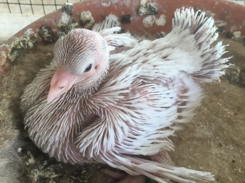 AC8A2718-D7C1-4D12-ACC5-372E4D2E5590 - Pui voltati 2019!