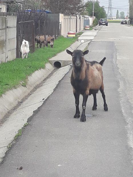  - Capre saanen si alpina