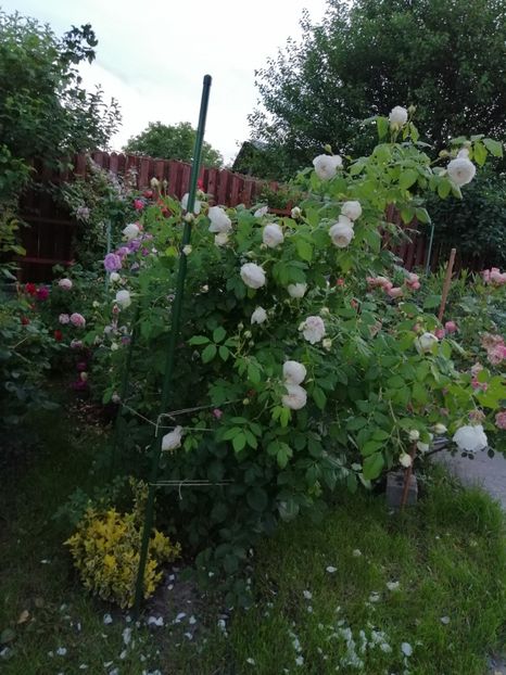  - Engl Claire Austin