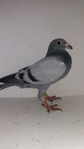 vandut - De vanzare voiajori pui 2019