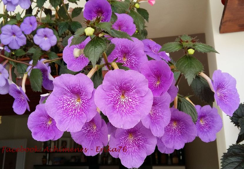 Serge Revelation - 0 - TOP 20 achimenesi 2018