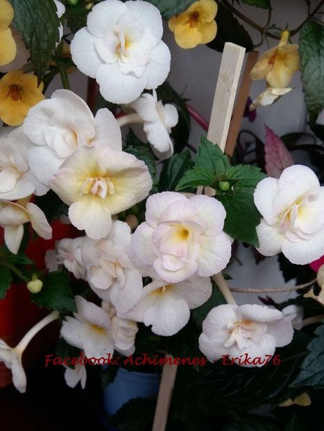 Summer Clouds D - 0 - TOP 20 achimenesi 2018