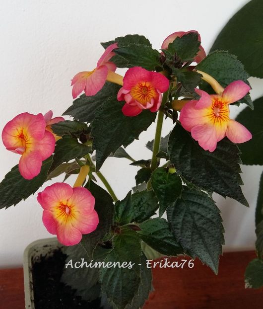 Tahiti Sunset - 0 - TOP 20 achimenesi 2018