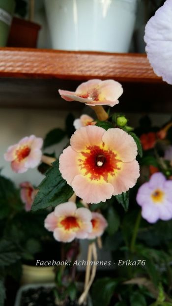 Yellow Queen Hy - 0 - TOP 20 achimenesi 2018