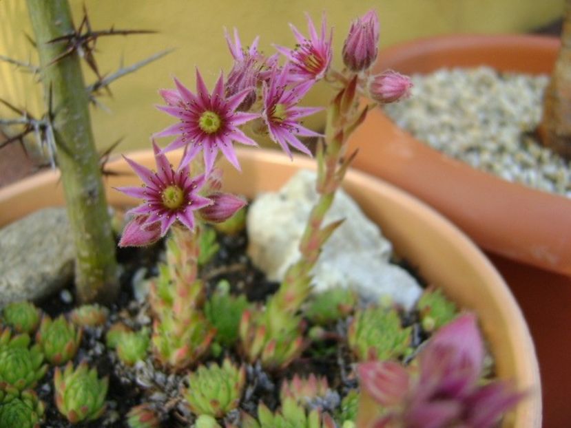 Sempervivum - Primavara 2019